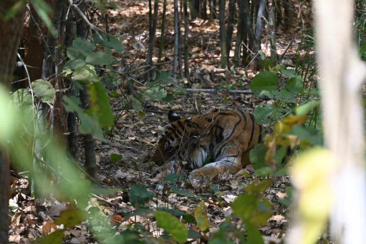 वीरांगना दुर्गावती टाइगर रिजर्व में बढ़ी बाघों की संख्या