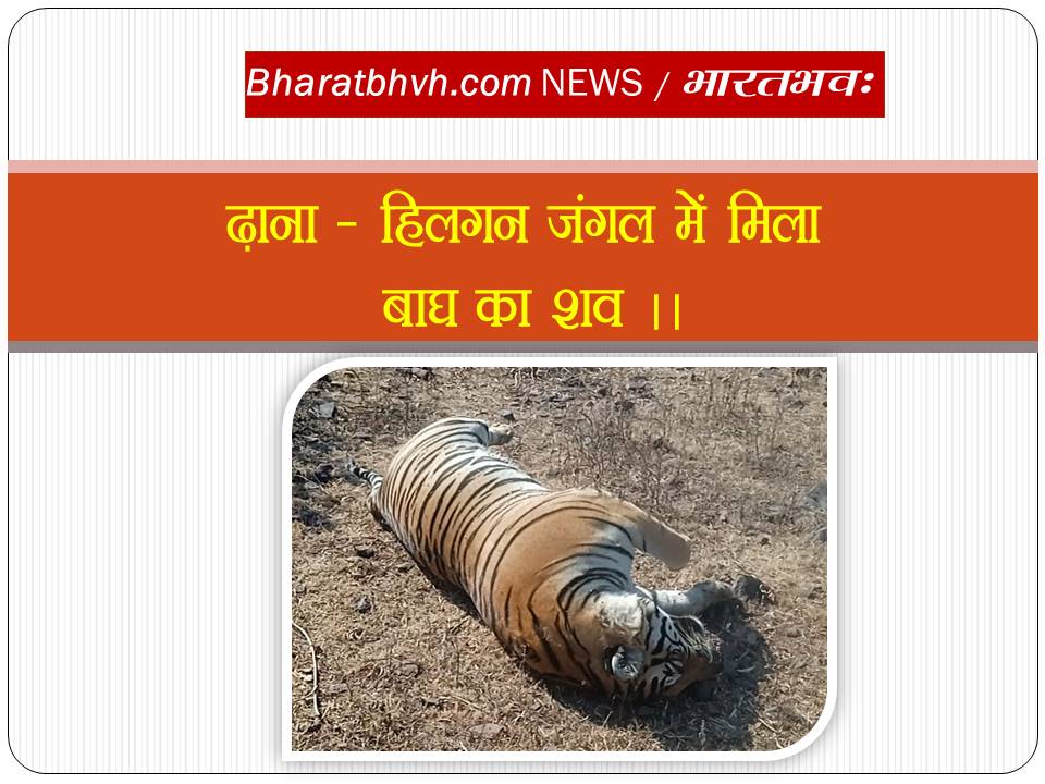 ढाना-हिलगन गांव के जंगल में मिला बाघ का शव