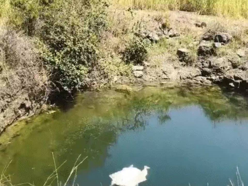 एमपी – 4 मासूम बेटियों को कुएं में फेंक कर फांसी से झूली महिला