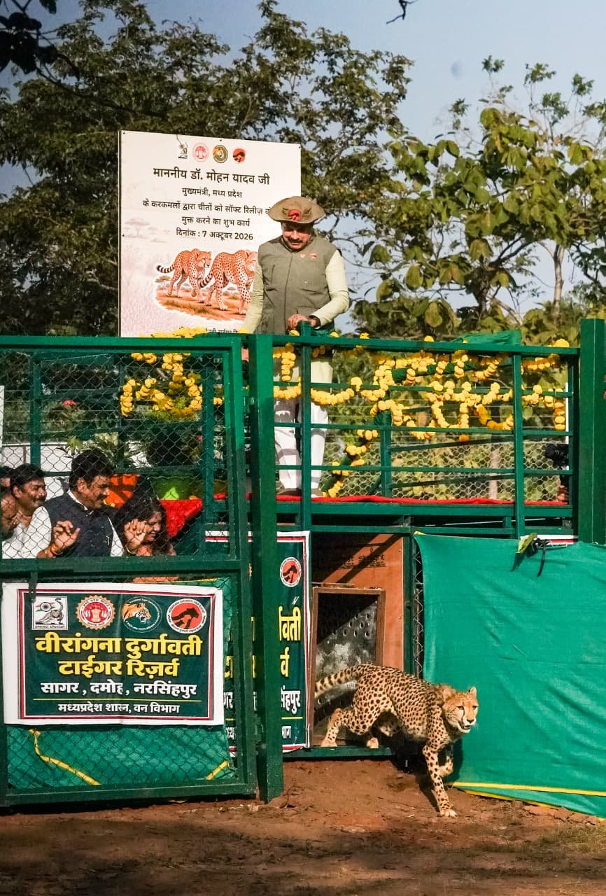 बुंदेलखंड में गूंजी चीतों की दहाड़, वीरांगना दुर्गावती टाइगर रिजर्व बना प्रदेश का तीसरा चीता आवास